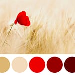 La palette dei colori: i colori complementari sono opposti tra loro e creano contrasti emozionanti