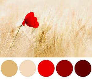 La palette dei colori: i colori complementari sono opposti tra loro e creano contrasti emozionanti