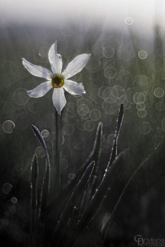 Foto di Narciso di Cristiana Damiano