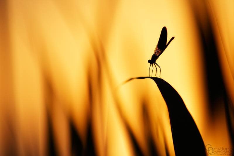 Fotografia Naturalistica di Cristiano Damiano